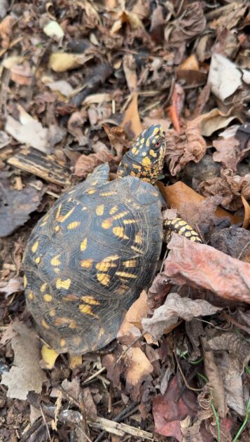 Box Turtle