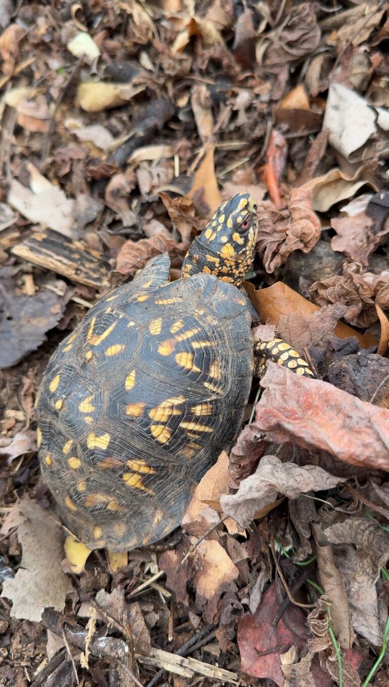 Box Turtle