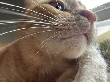 Rusty's Whiskers