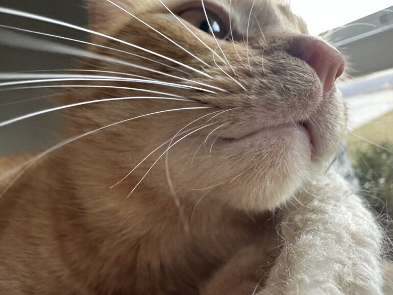 Rusty's Whiskers